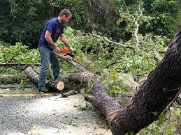 Reliable Superior, NE Tree Services Solutions