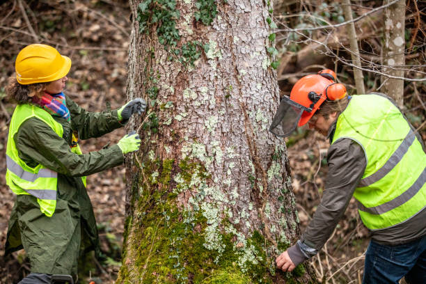 How Our Tree Care Process Works  in  Superior, NE